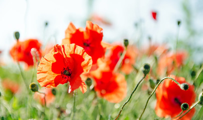 Obraz premium Summer happiness: meadow with red poppies
