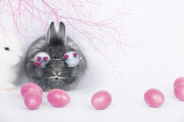 Hase (Osterhase) mit Brille und Ostereiern