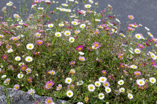 Colourful Clump of Ornamental Daisies Growing on a Limestone Wall in South West England.