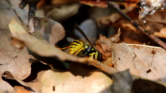 The signs of autumn. Predatory wasp eats its animale prey
