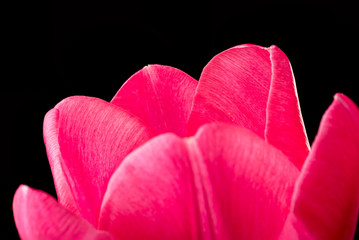 Red Tulip on Black Background