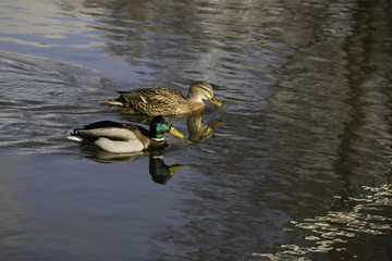Two ducks swimming in a pond