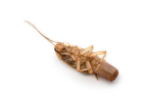 Dead Cockroach With Eggs