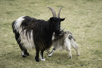 Two goats playing