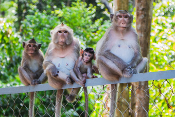 family of four monkeys sitting on the fence.