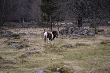Naklejka na ściany i meble A small pony in the woods
