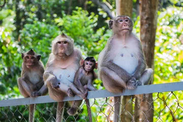 Papier Peint photo Lavable Singe famille de quatre singes assis sur la clôture.