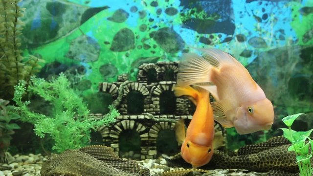 Three parrot fish play with each other
