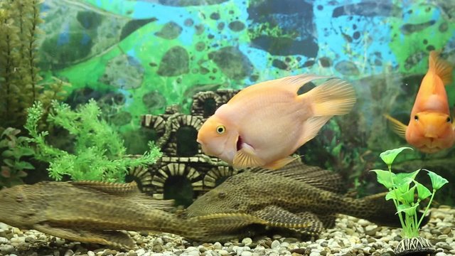 Three parrot fish play with each other