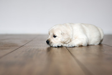 golden retriever puppy on the floor