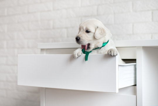 adorable puppy in a shelf