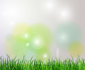 Fototapeta premium Green grass spring background