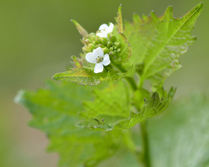 Garlic mustard (Alliaria petiolata). An biennial plant in the cabbage and mustard family (Brassicaceae), with white flowers and unopened buds
