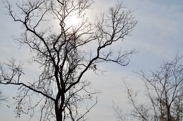 Fototapeta na wymiar Leafless Tree And Sunshine