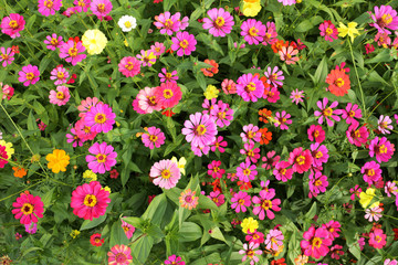 Zinnia Flowers