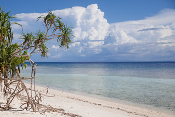 Fototapeta na wymiar Тропическое растение с корнями на пляже