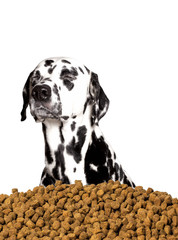 Dog do not want to eat dry food. He prefers meat and natural pro