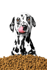dog prefers to eat dry food, not organic natural foods or meat