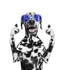 dog with glasses showing thumb up and welcomes. Isolate on white