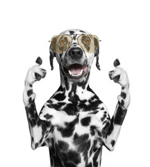dog with glasses showing thumb up and greeting. Isolate on white - obrazy, fototapety, plakaty