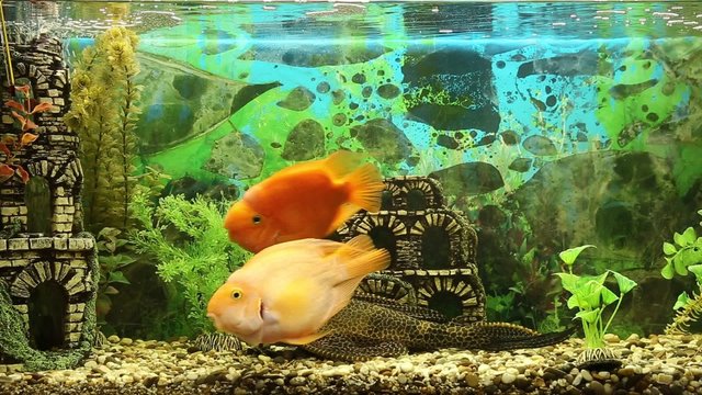 Three parrot fish play with each other