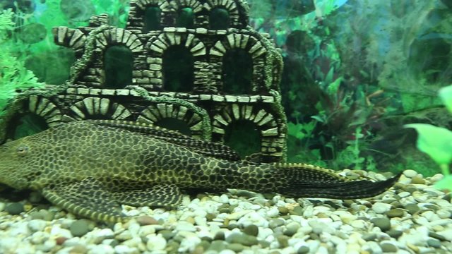 Catfish pterigopliht and fish parrots