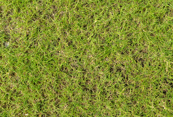 grass