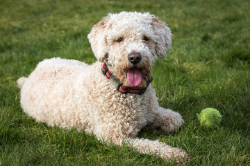 Spanish Water Dog