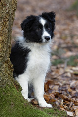 Border Collie Welpe sitzt neben Baum