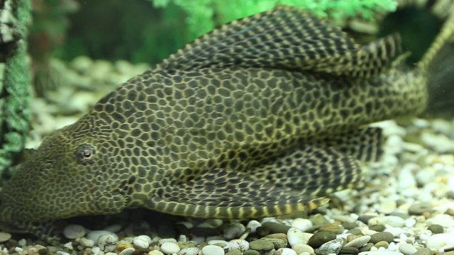 Catfish pterigopliht and fish parrots
