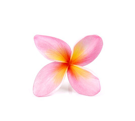 Fototapeta premium Plumeria on white background.