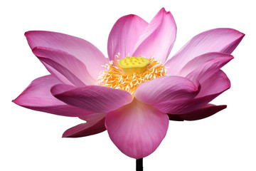 lotus flower isolated on white background.