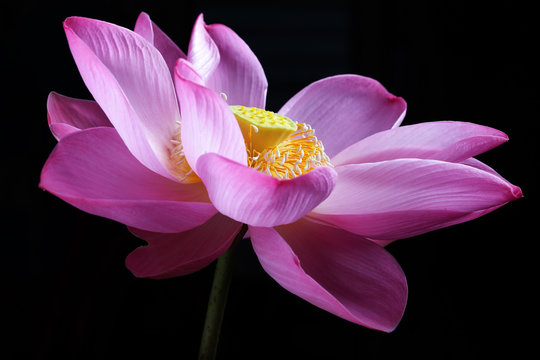 Fototapeta lotus flower isolated on black background
