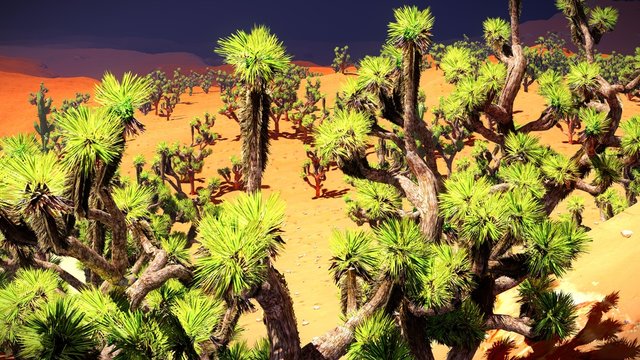 Joshua trees on desert