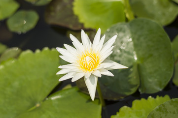 Lotus flower