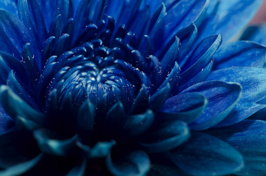 Fototapeta Close up blue flower petals