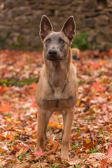 Belgian Malinois dog, in autumn color leaves background