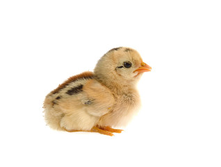 Cute little chicken isolated on white background