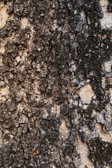 Rough bark of a big tree