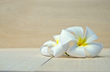 White Plumeria flower on wooden board background