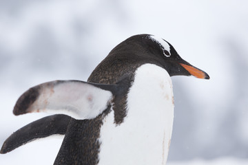 Gentoo Penguin at Paradise Harbour, Antarctica. 