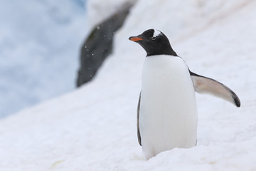 Obraz premium Gentoo Penguin at Paradise Harbour, Antarctica. 