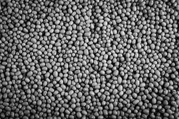 Dry split green lentils make black and white texture