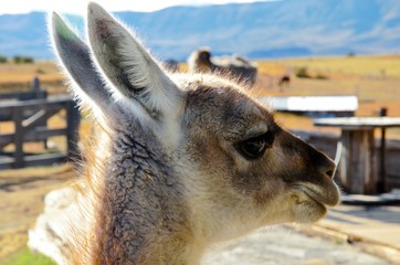 Close-up of the face of a Guanaco, Patagonian Llama, at an estancia in Argentina close to El Calafate