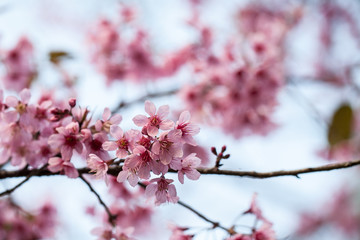 wild Himalayan Cherry flower (Prunus cerasoides), selective focus