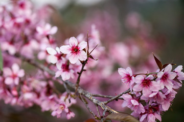 wild Himalayan Cherry flower (Prunus cerasoides), selective focus