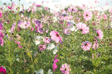 Beautiful cosmos flower with rain