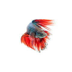 thai fighting fish . Beautiful color