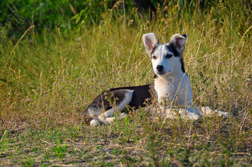 Puppy in the grass