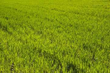 Prato verde d’erba di grano